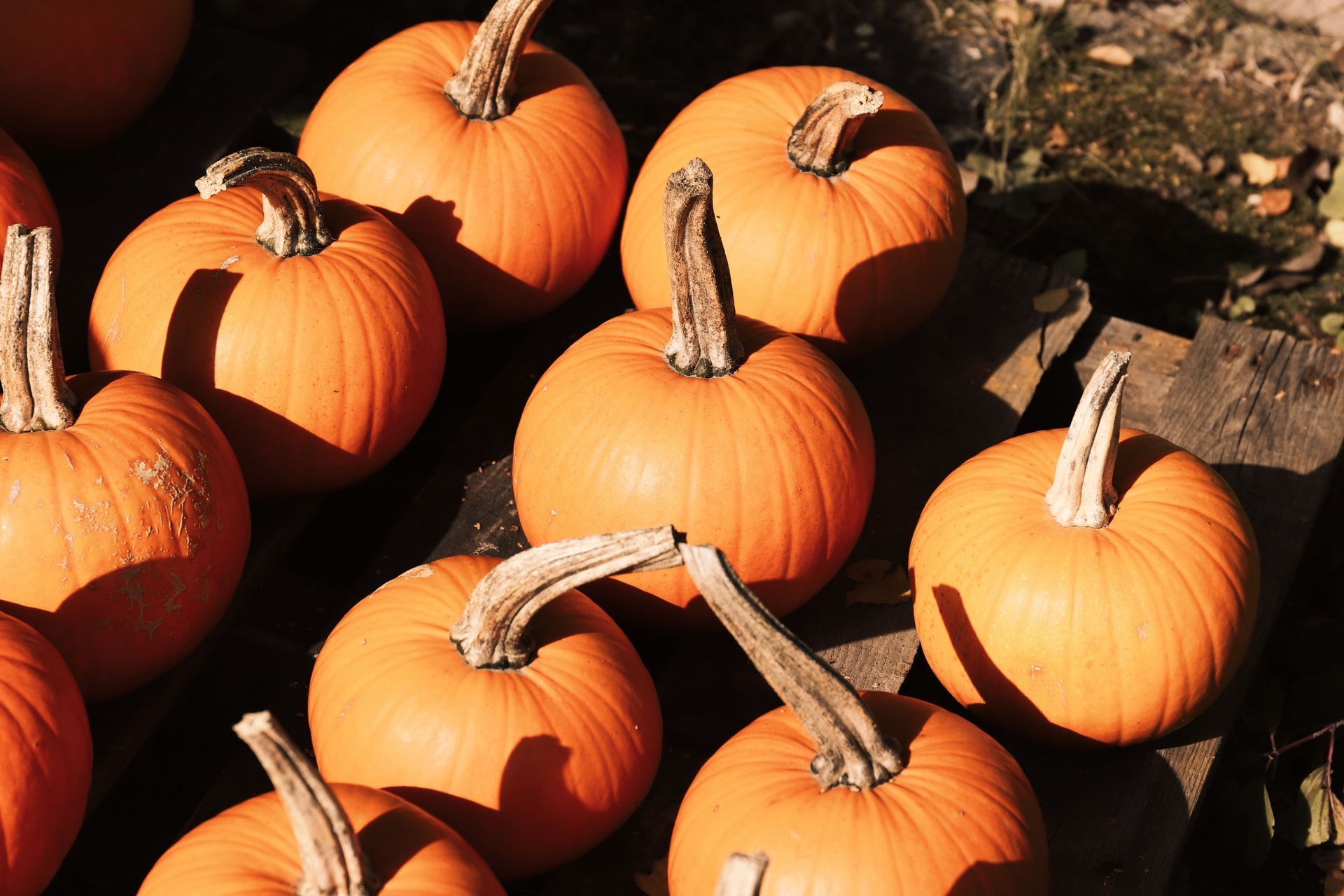 Seasonal pumpkins at George Hoffman Farms fall harvest, Ridgefield WA