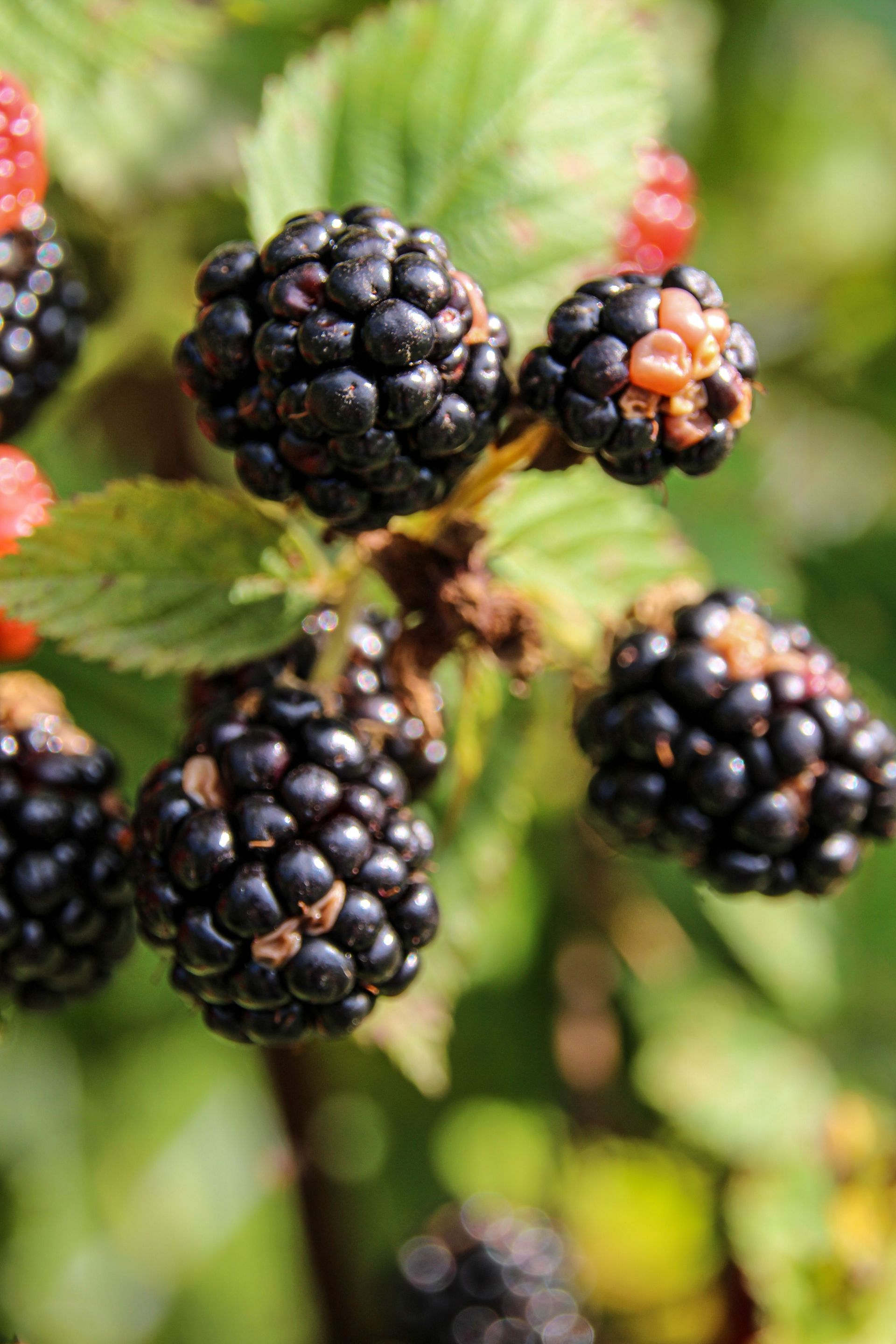 Cluster of ripe blackberries on a leafy vine, with a few unripe red berries in the background