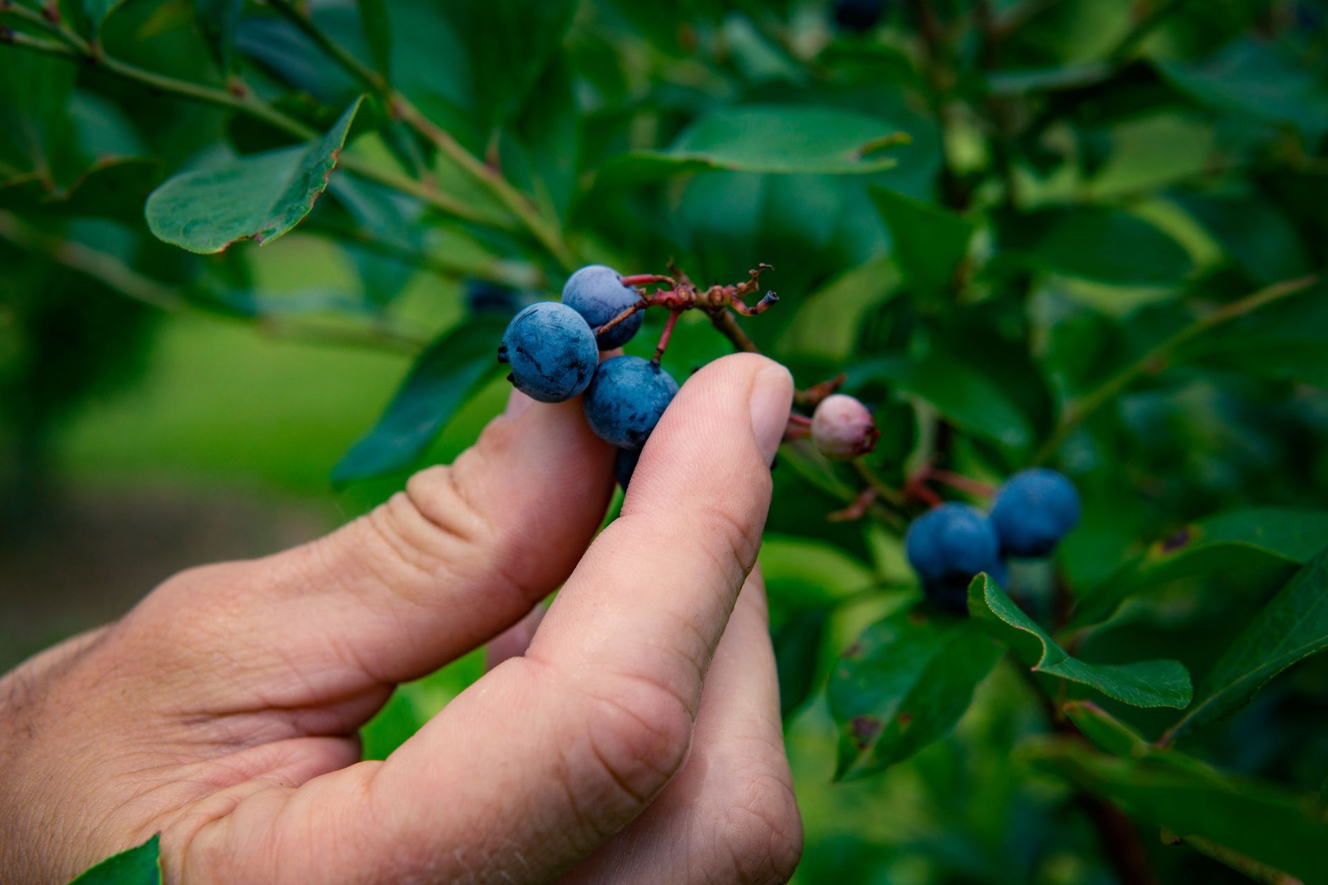 Hand picking ripe blue berries from a leafy bush
