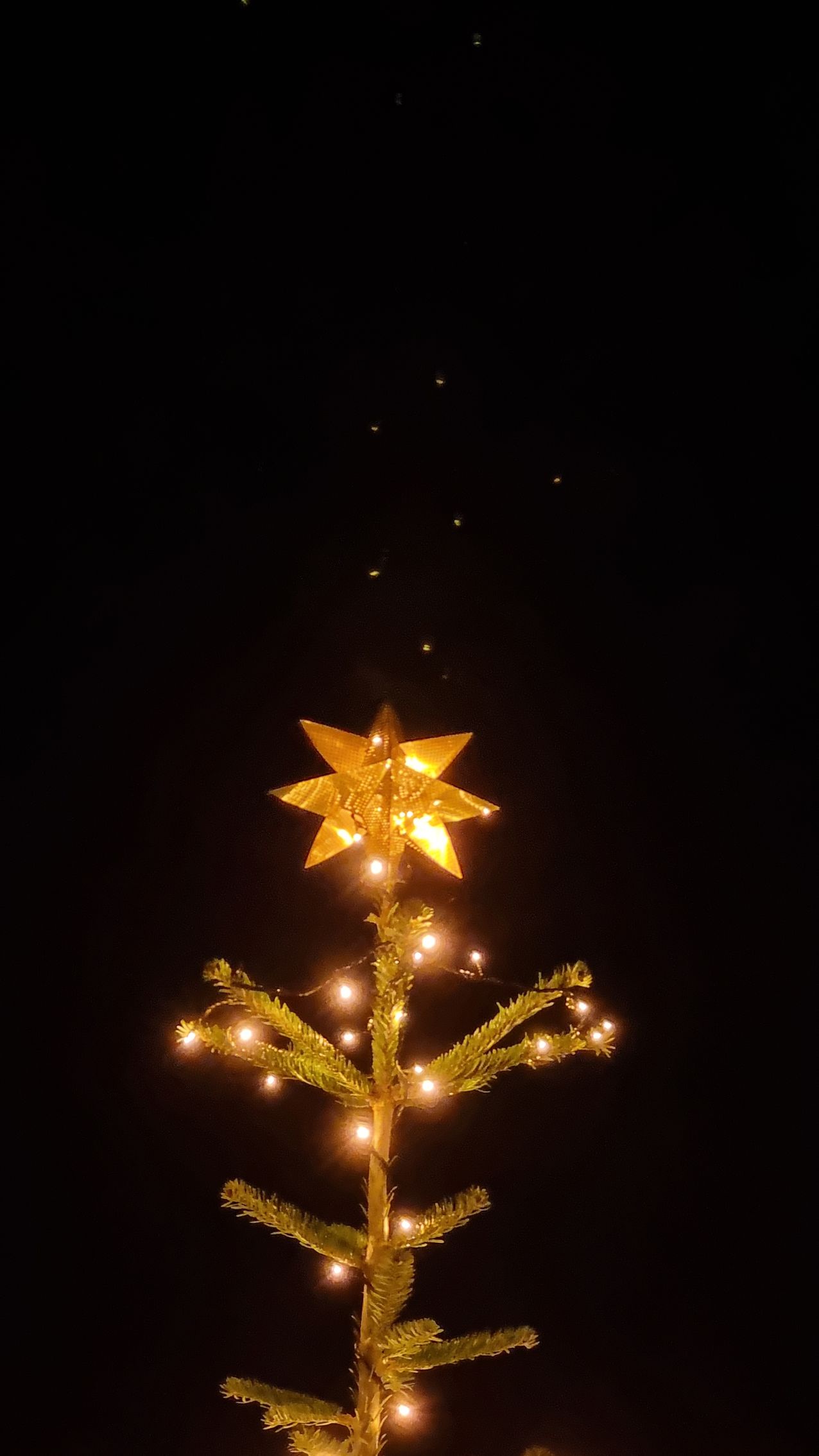 Billede fra jul i Præstø - Julestjernen i træets top
