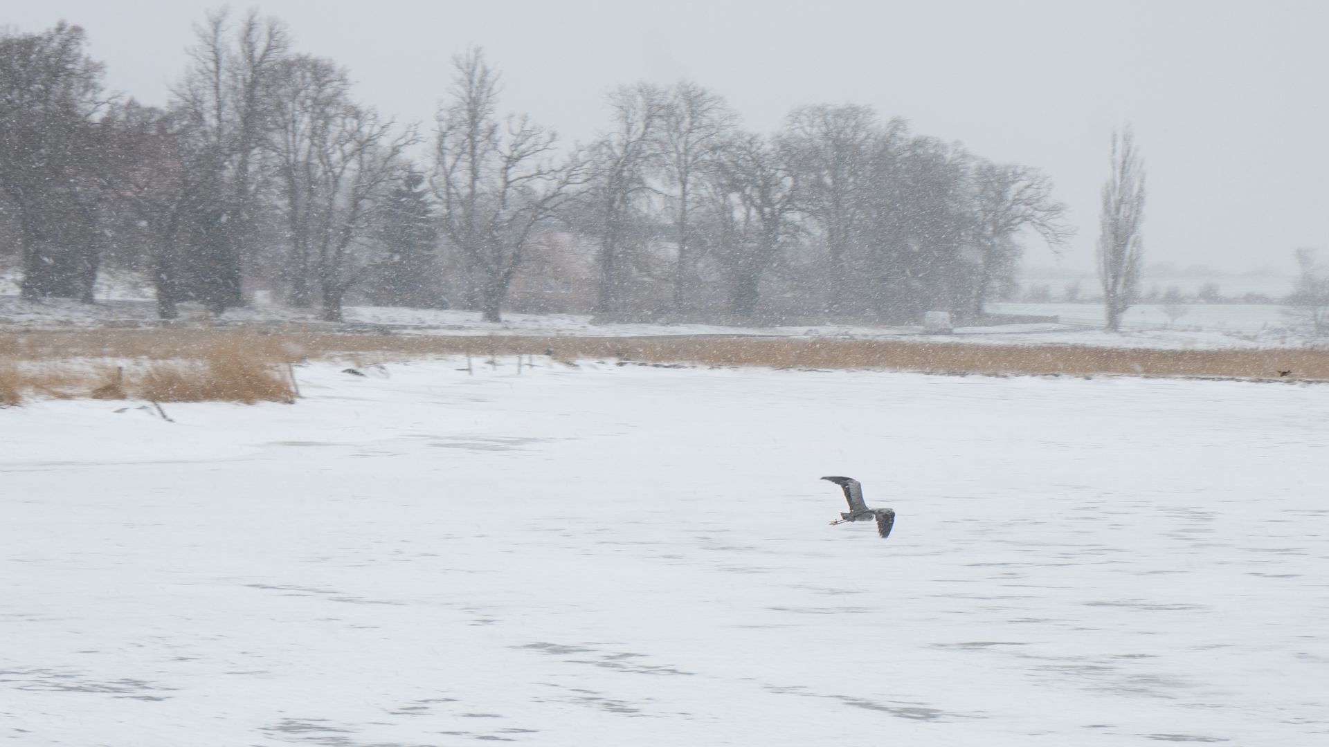 Præstø Fjord: En fugl flyver over isbelagt vand.