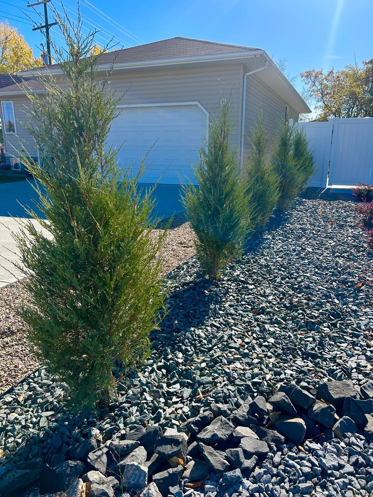 Row of Blue Arrow Juniper