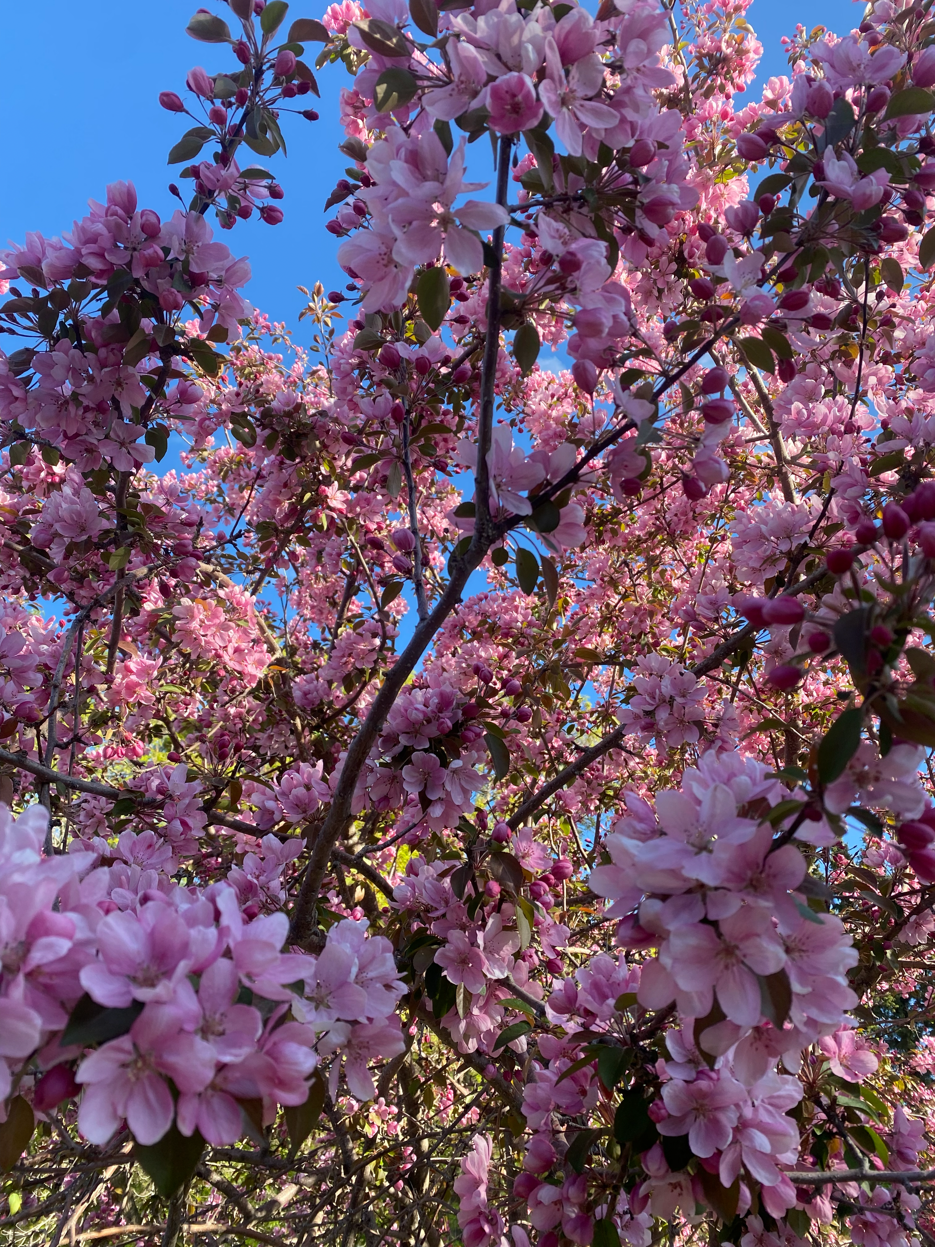 Crabapple flowers