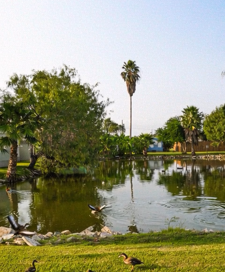 Ducks on grassy bank near pond with palm trees and a tall, thin palm in the background.