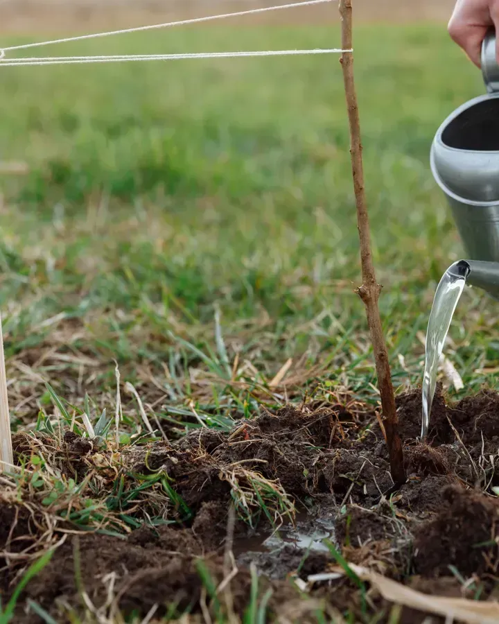 Watering a newly planted, staked young tree in freshly dug soil