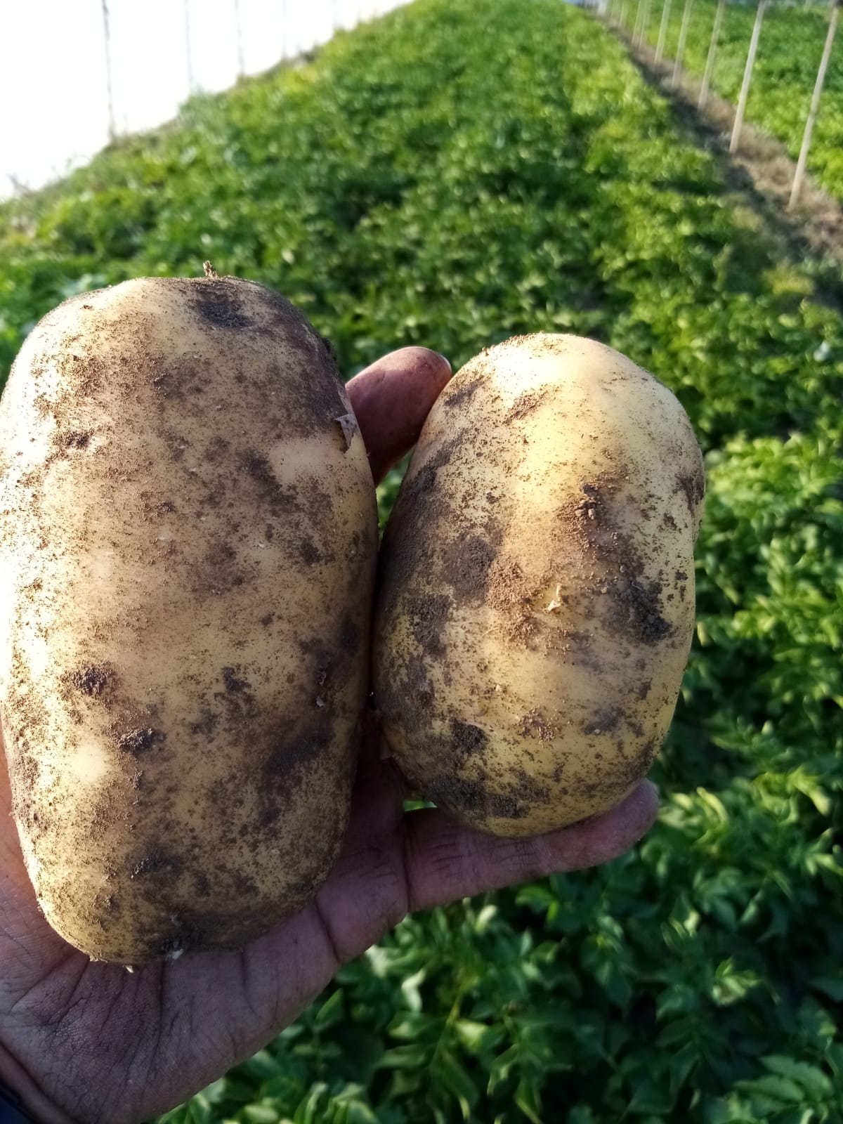 raccolta patate