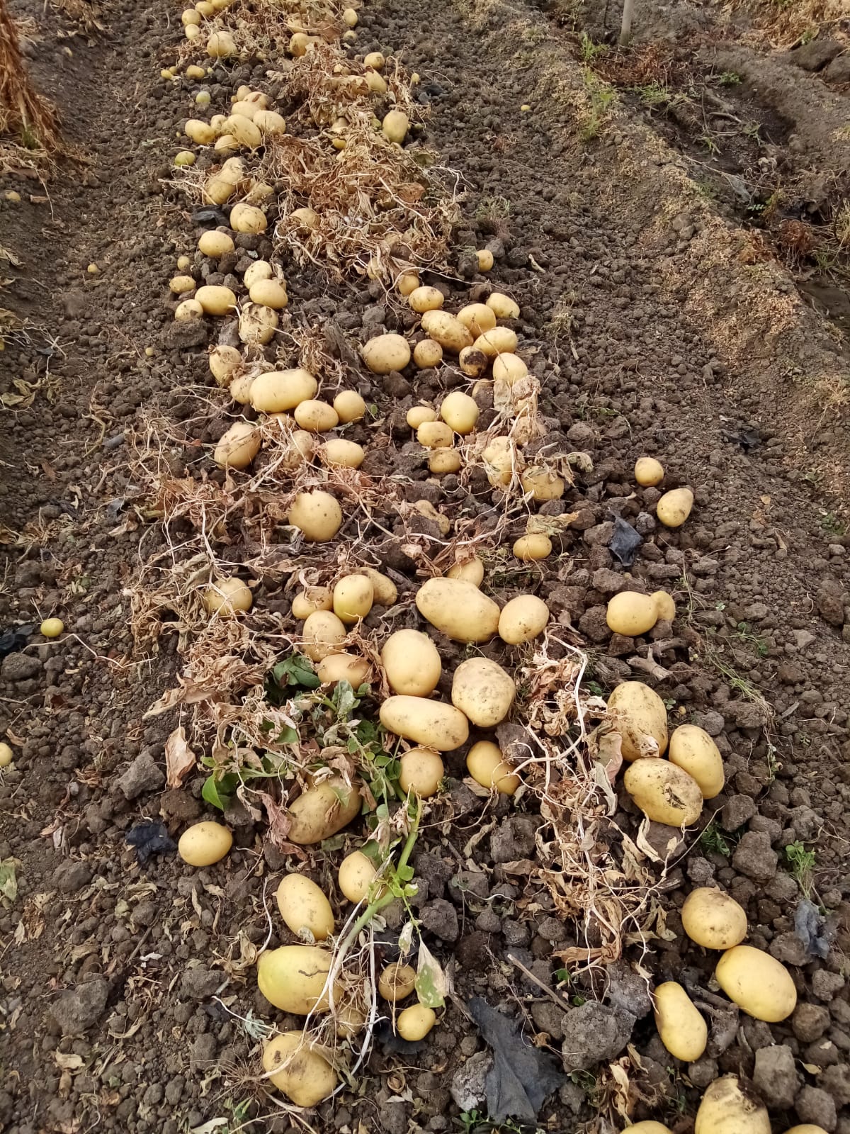 campo di patate