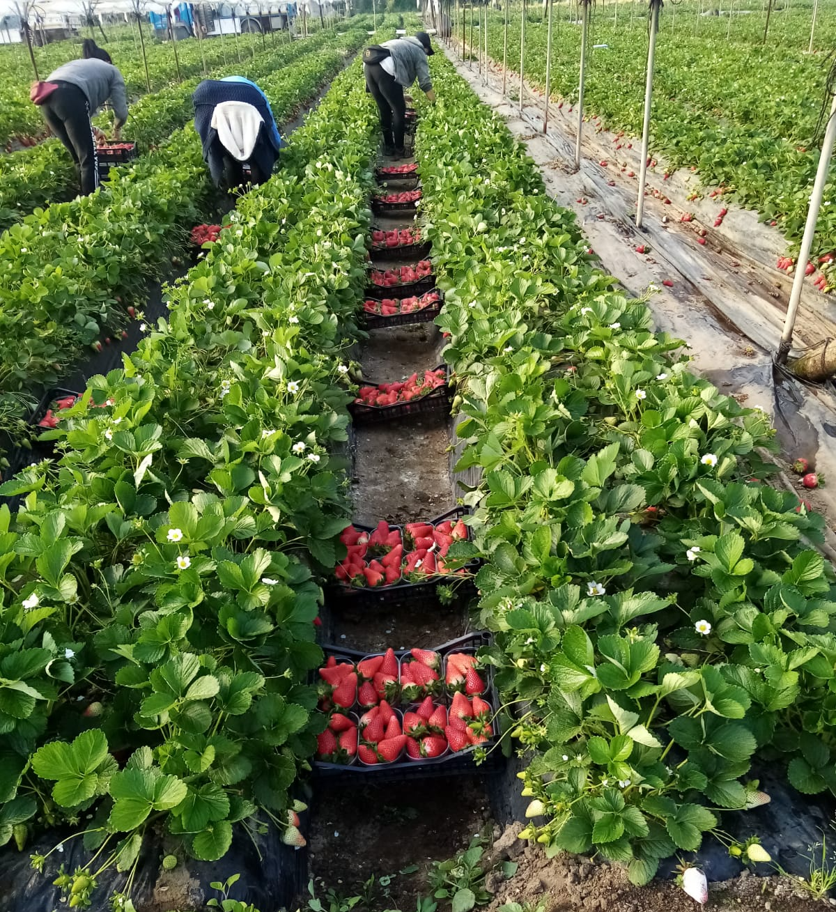 raccolta fragole