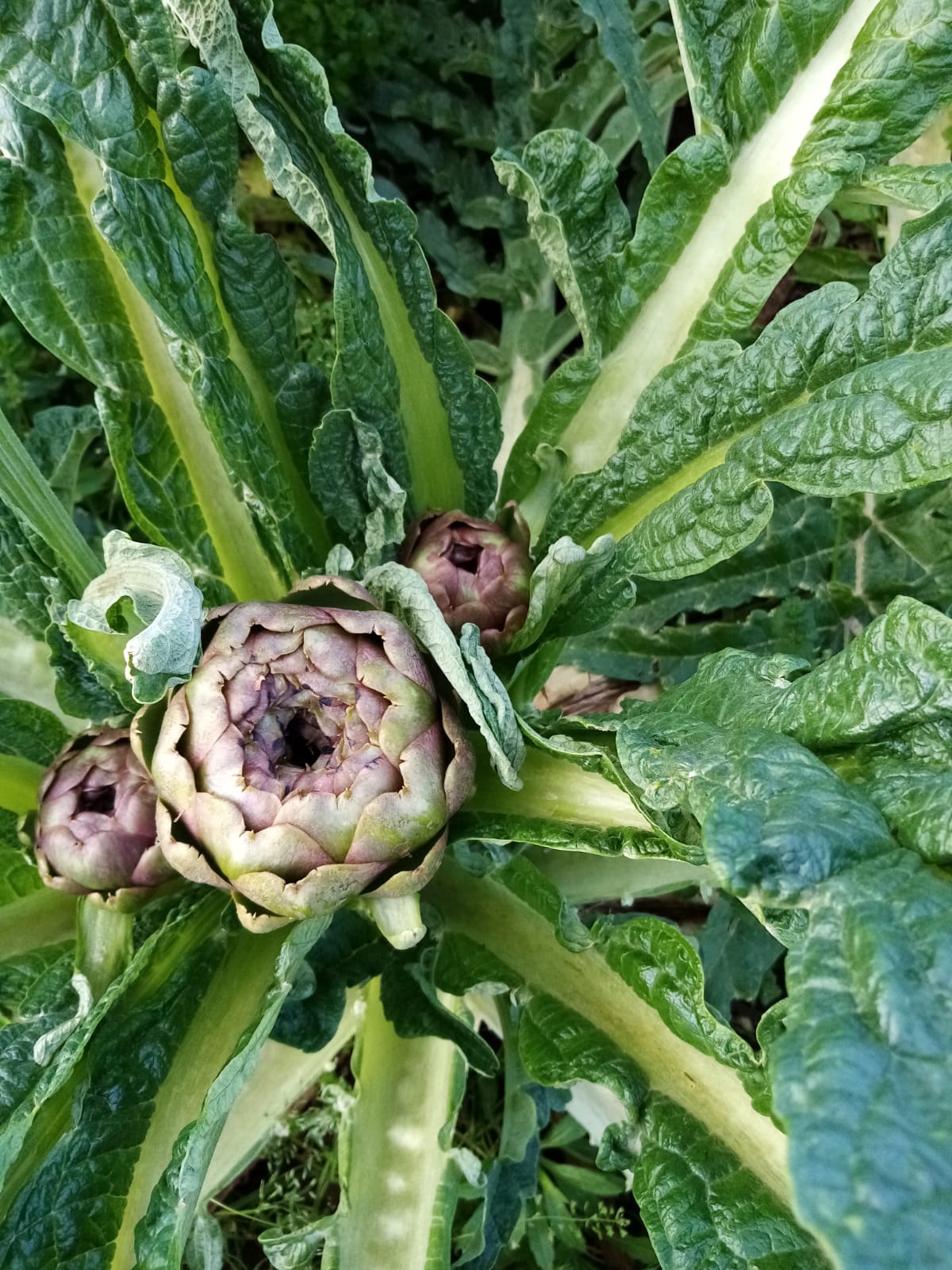 carciofo