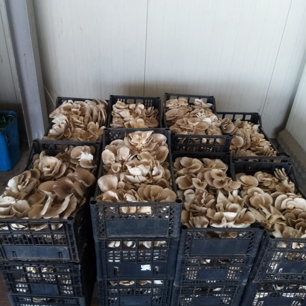 funghi