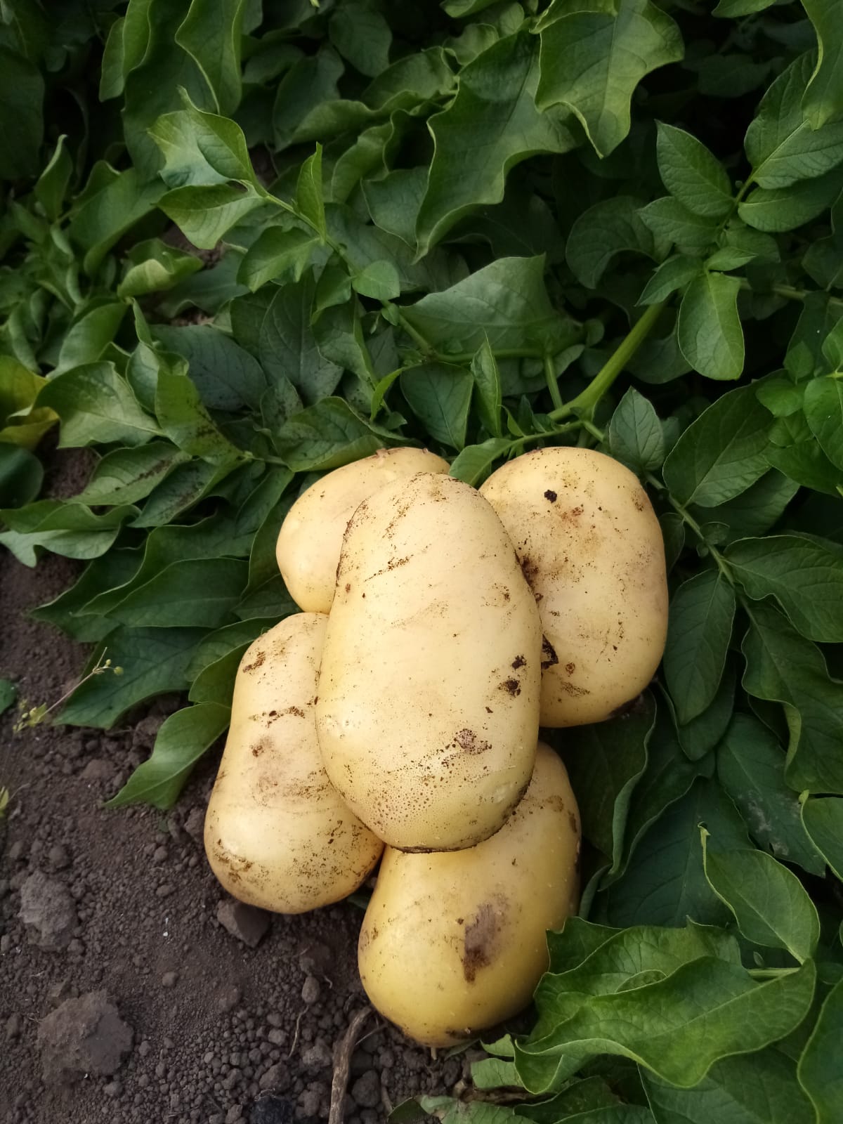 patate
