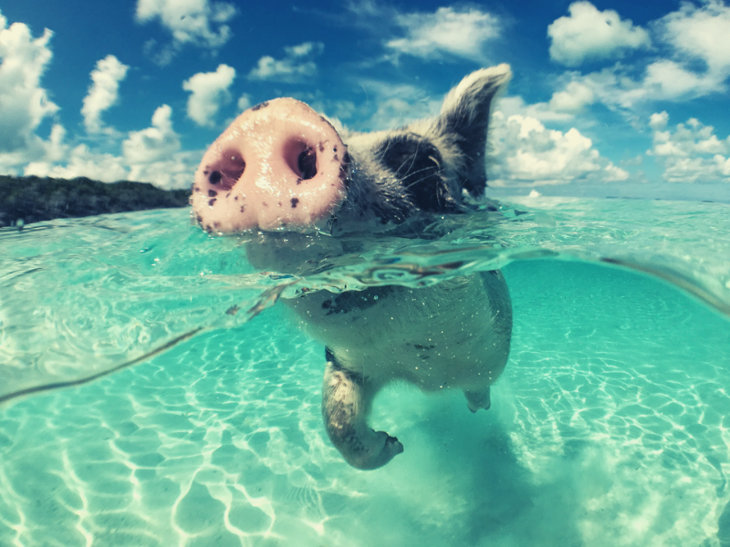Pig swimming in clear turquoise water, nose above the surface. Blue sky and sandy sea floor.