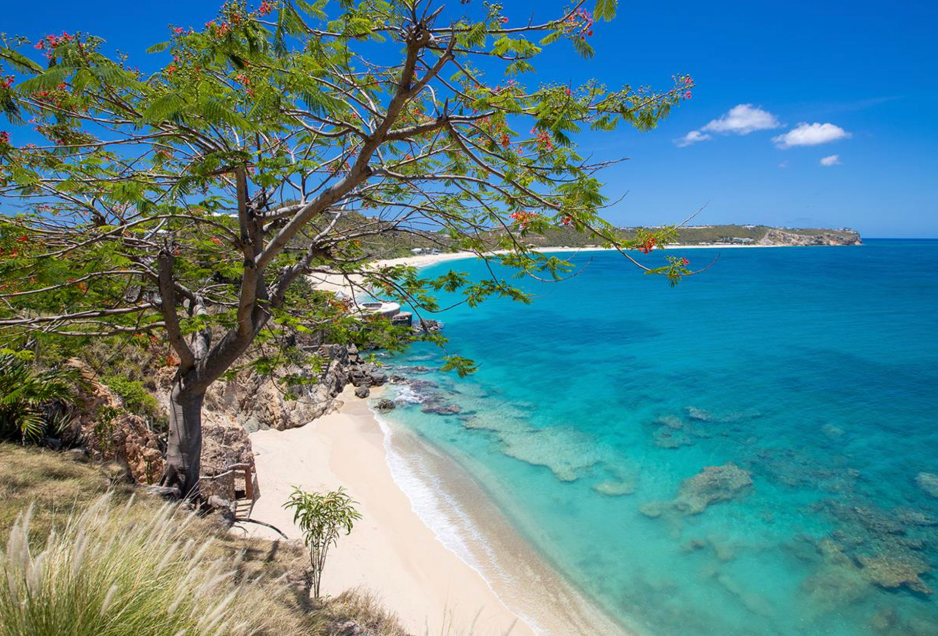 Tree overlooking a turquoise beach with white sand, under a bright blue sky.