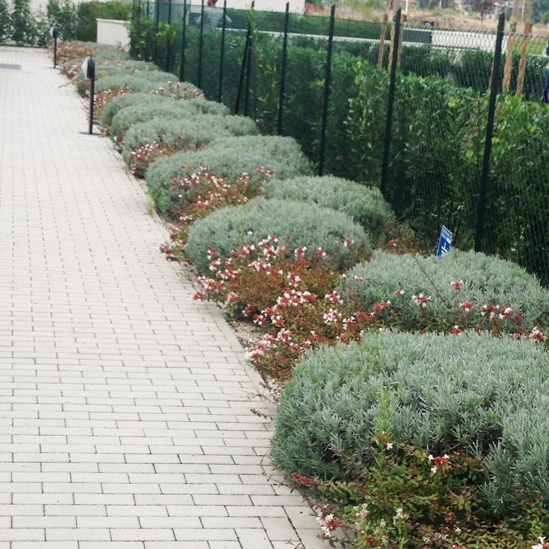 cortile con fiori