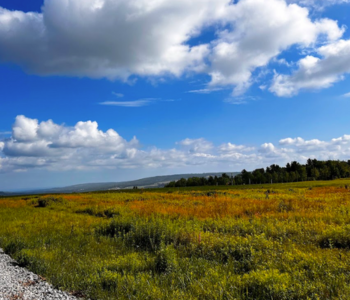 a grassy field with a blue sky and clouds in the background