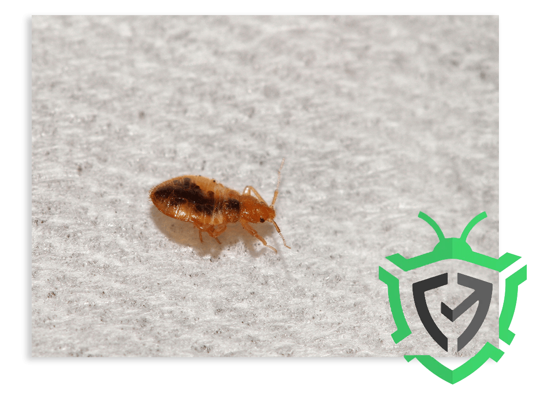 GotchA! Bed Bug Inspectors