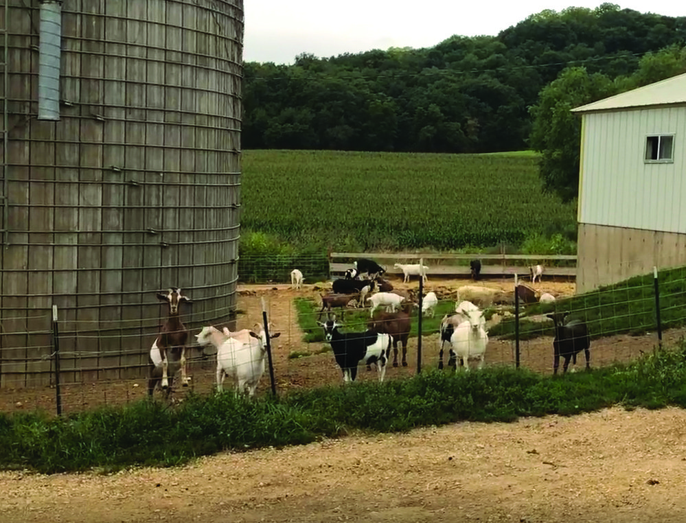 Shop Goat Milk for Pets Mounds Valley View Goat Dairy