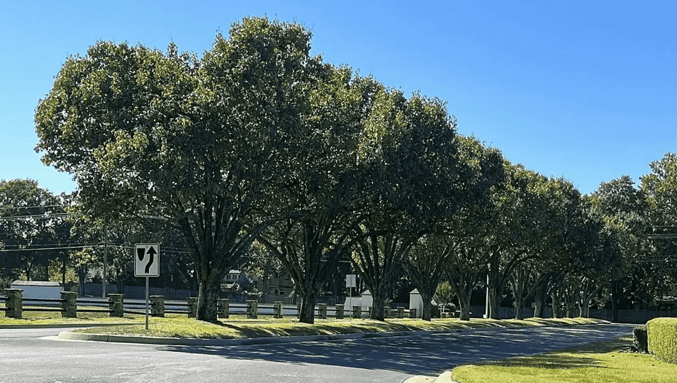 Tree-lined road with a left-turn sign under a bright blue sky