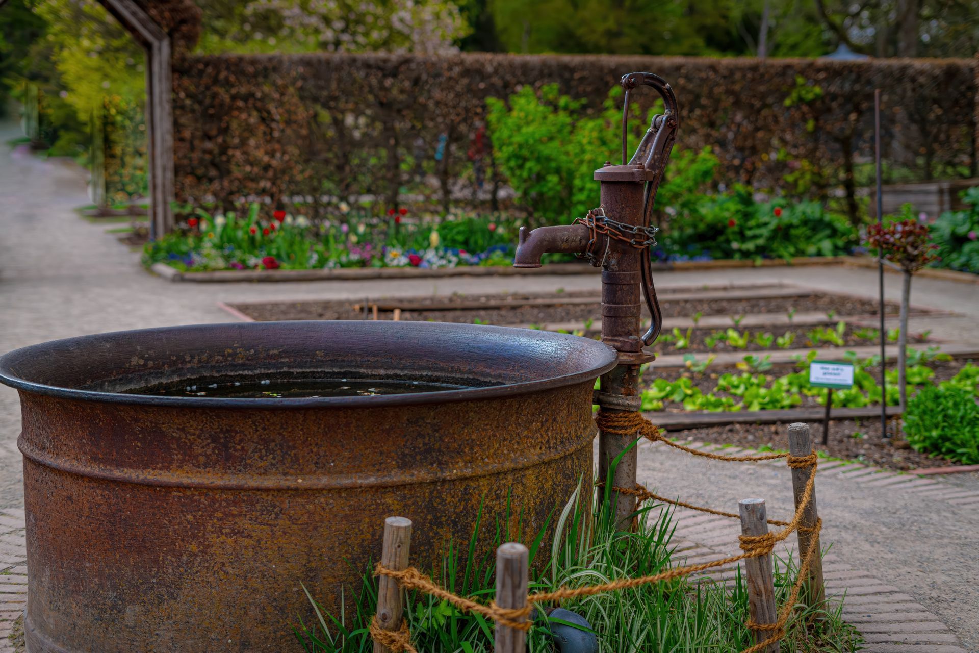 Rusty water fountain in a garden with flowers, a wooden hand pump, and a wet walkway