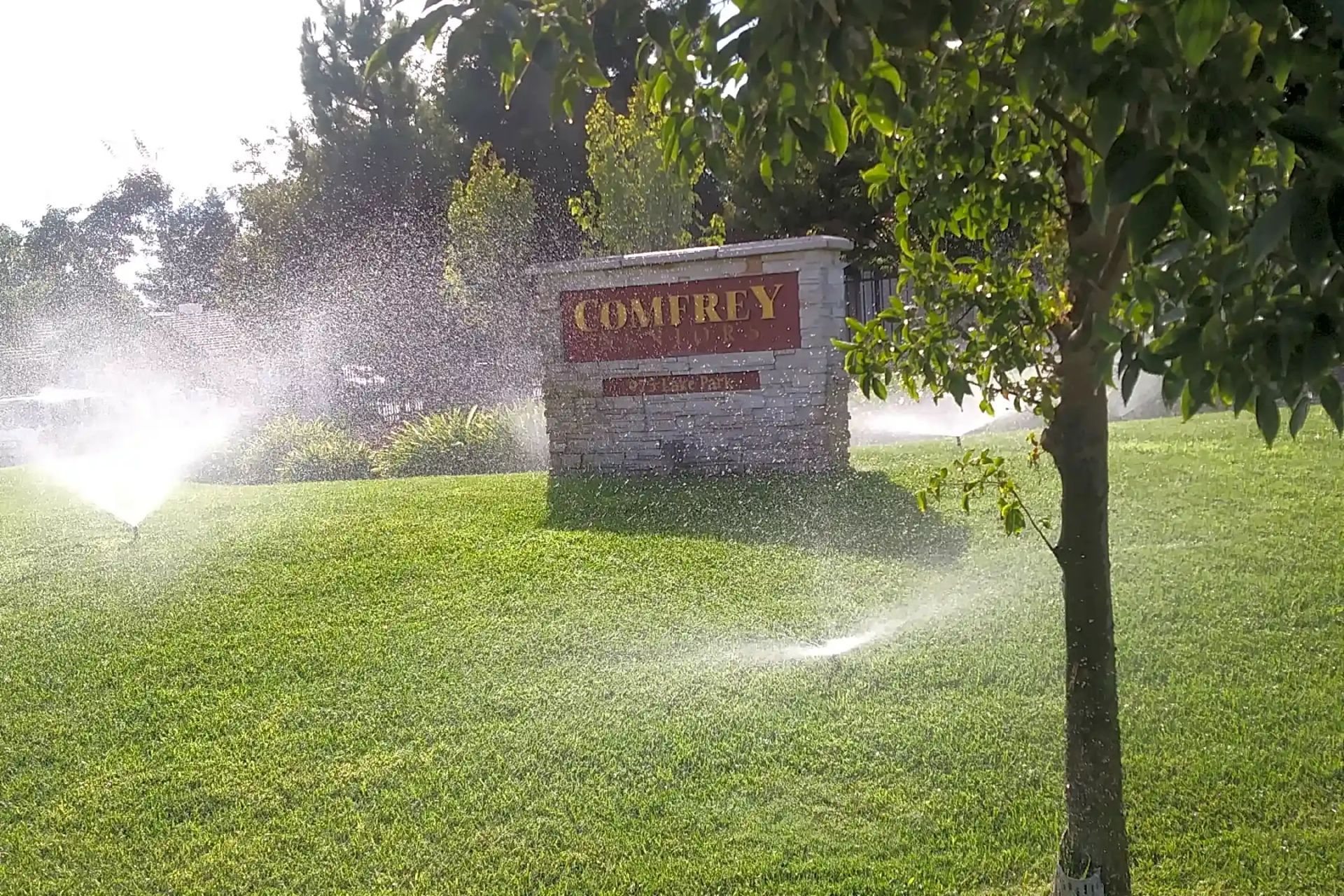 Comfrey Senior - Image 2