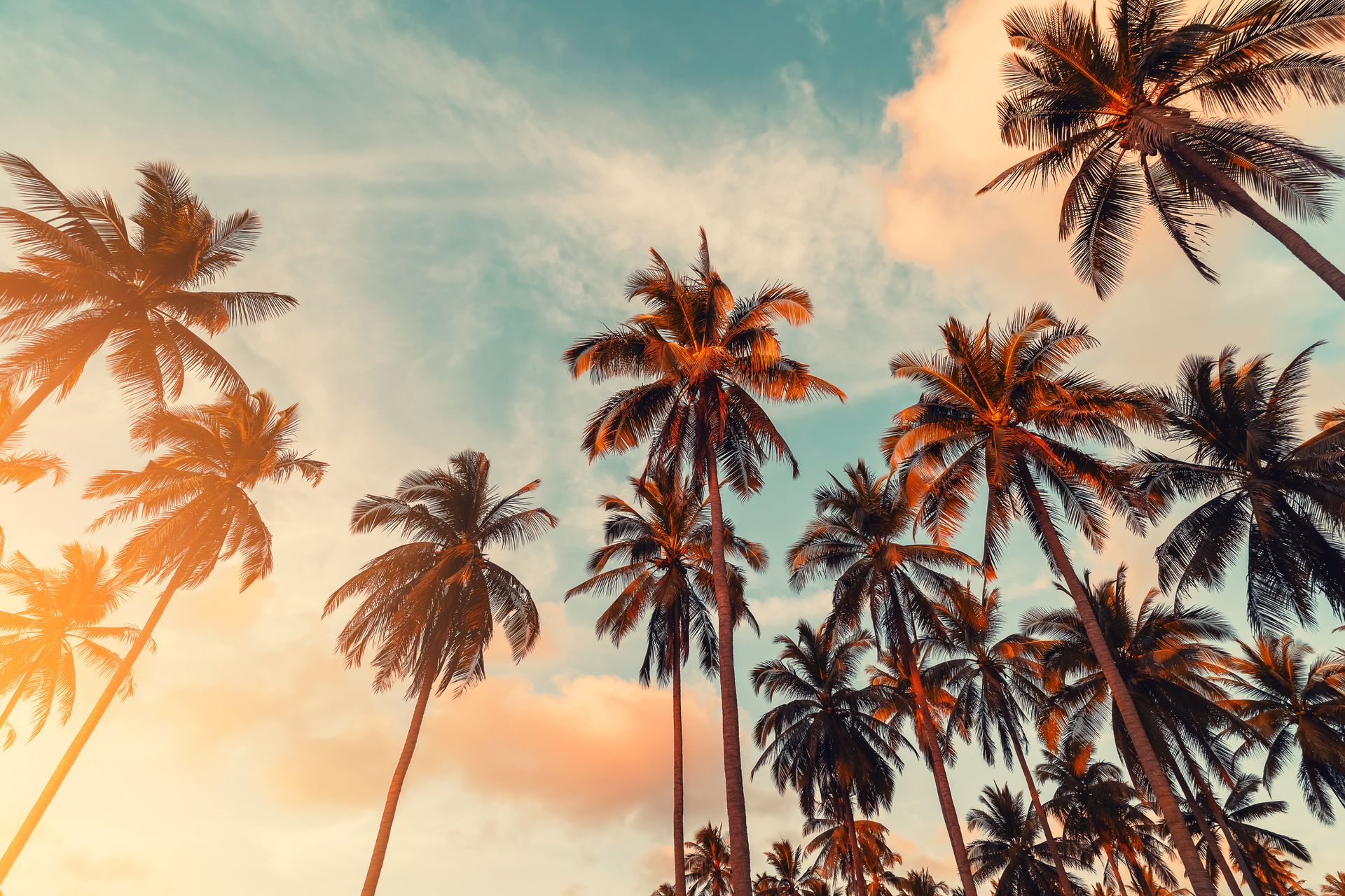 Stock photo of  palm trees, seen from below