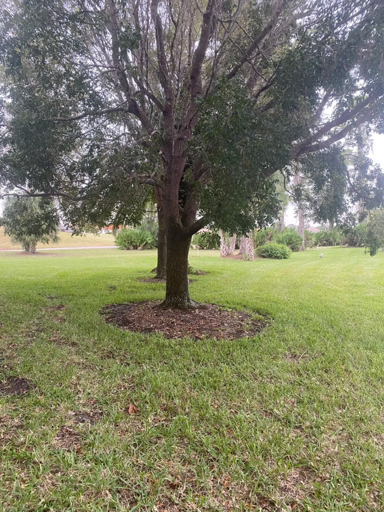 Tall tree in a grassy field with a circular mulch bed at its base.