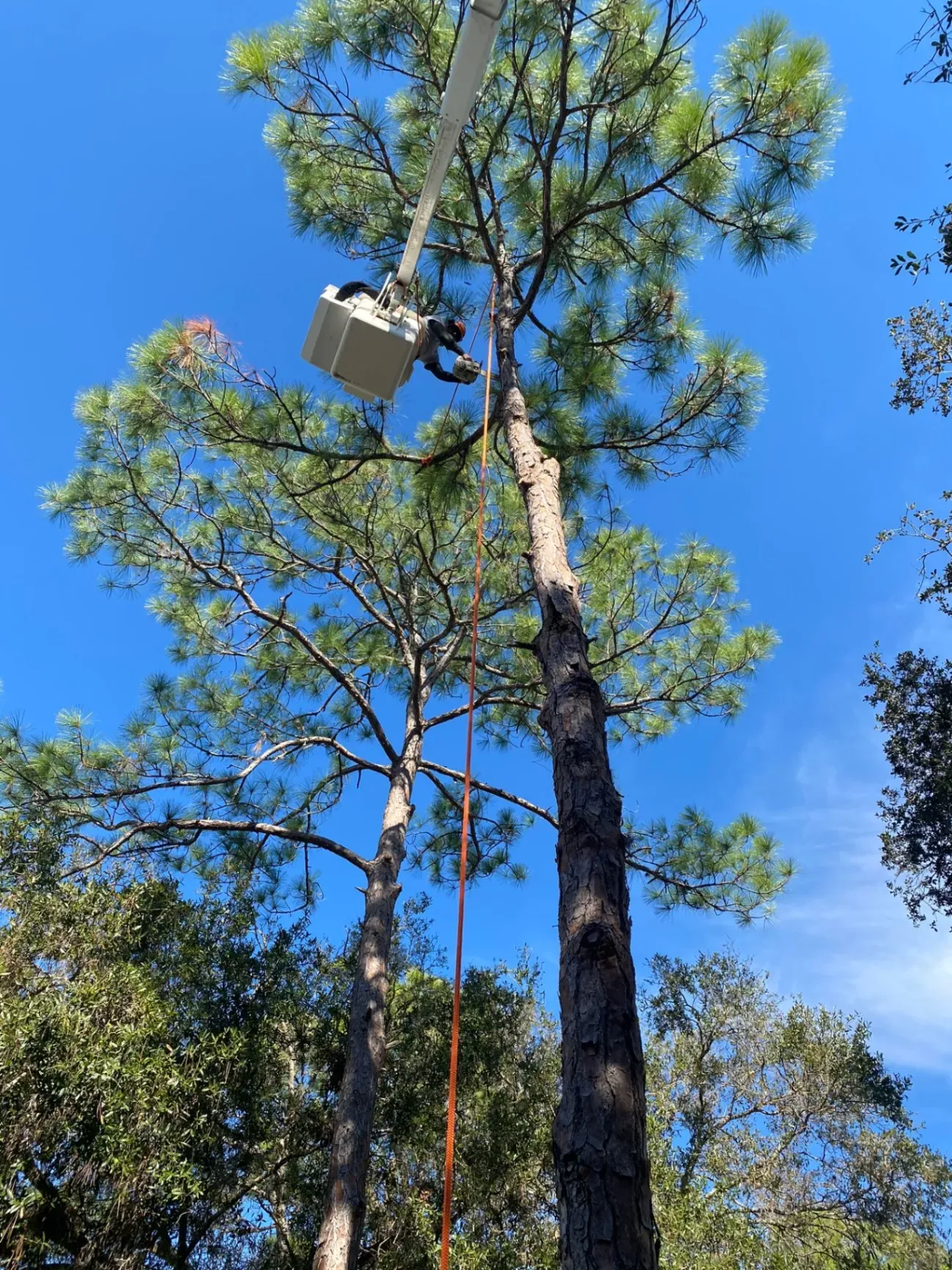 Tree worker in a lift trimming tall pine trees against a clear blue sky