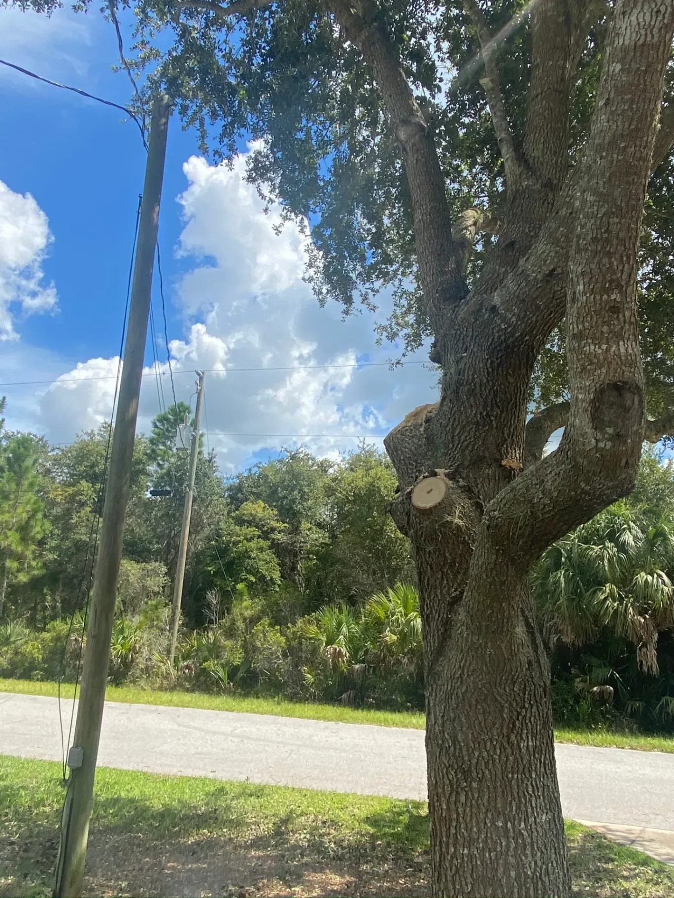 Large tree beside a road with a utility pole under a bright blue sky with clouds