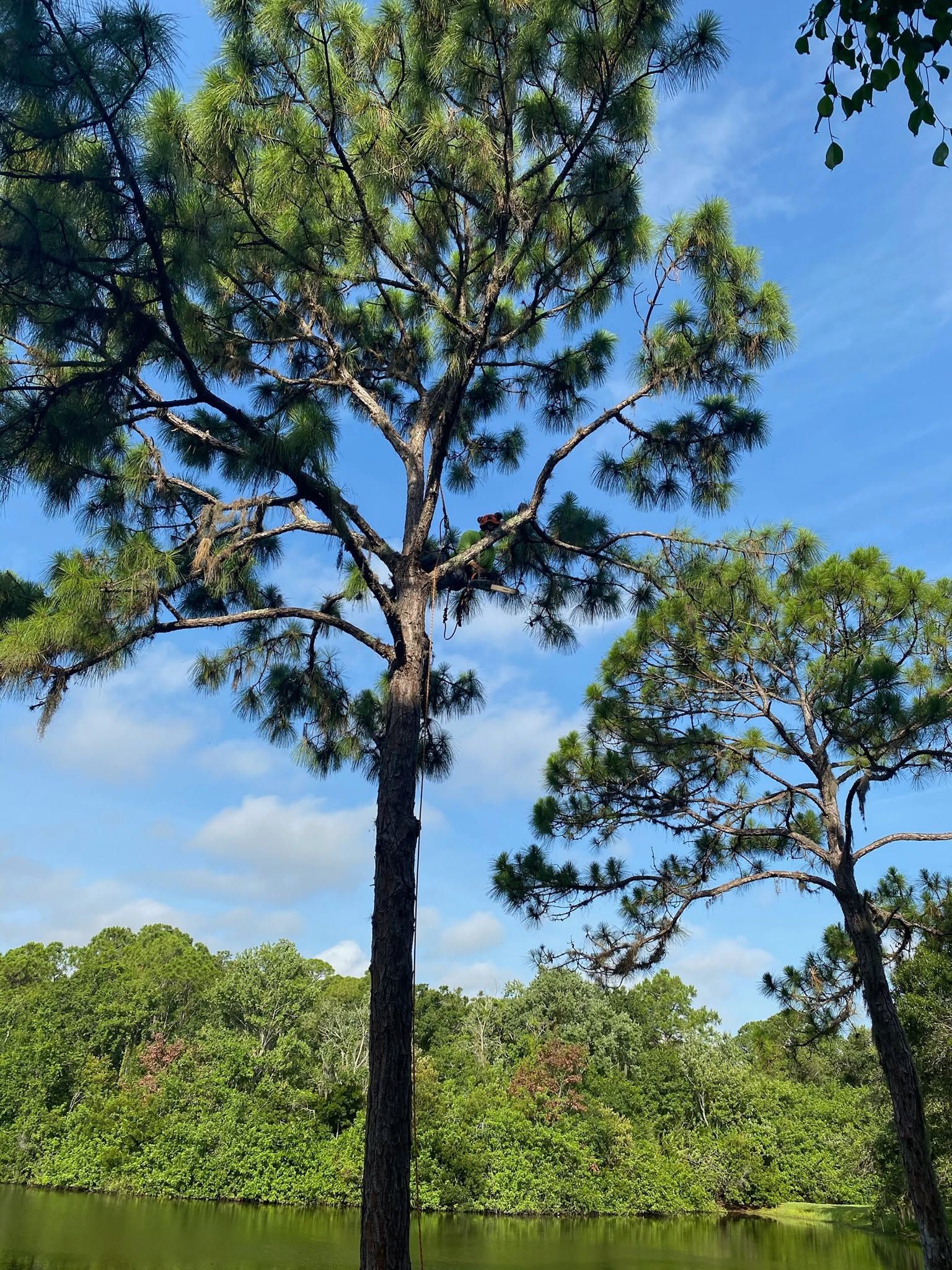 Tall tree beside a calm river, with dense green foliage and a bright blue sky above.