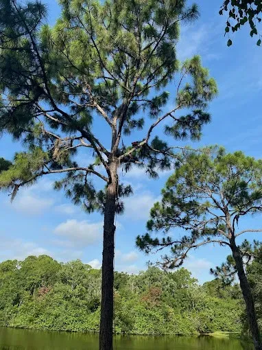 Tall pine trees beside a calm green lake under a bright blue sky