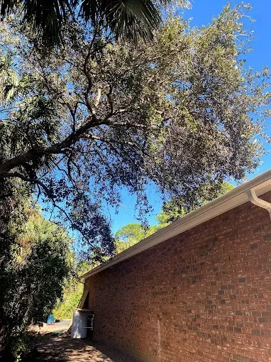 Brick building wall under large leafy tree against a blue sky