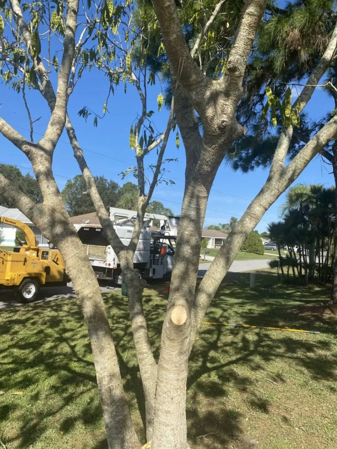 Pruned tree in a sunny yard with a yellow truck and house in the background