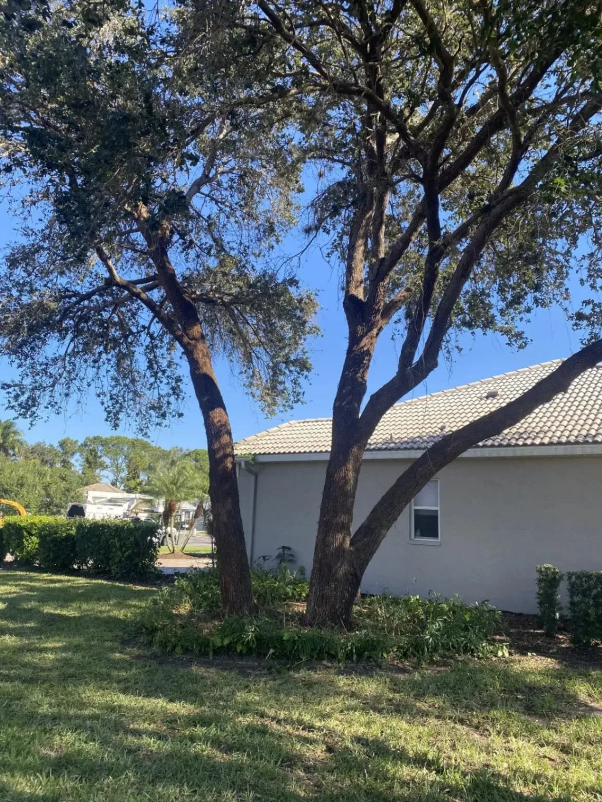 Two large trees beside a beige house under a bright blue sky