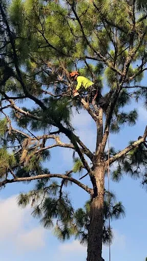 Worker in a yellow vest high in a tree, trimming branches against a blue sky.