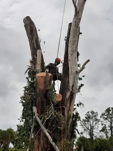 Worker trimming a tall dead tree, with cut branches and cloudy sky in the background