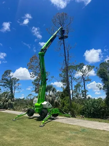 Green crane arm lifting a tall tree in a sunny field beside a road