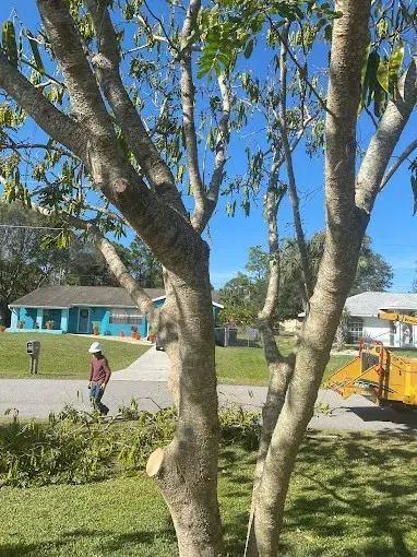 Tree trunk framing a sunny yard with a person walking, turquoise building, and yellow vehicle in the background.