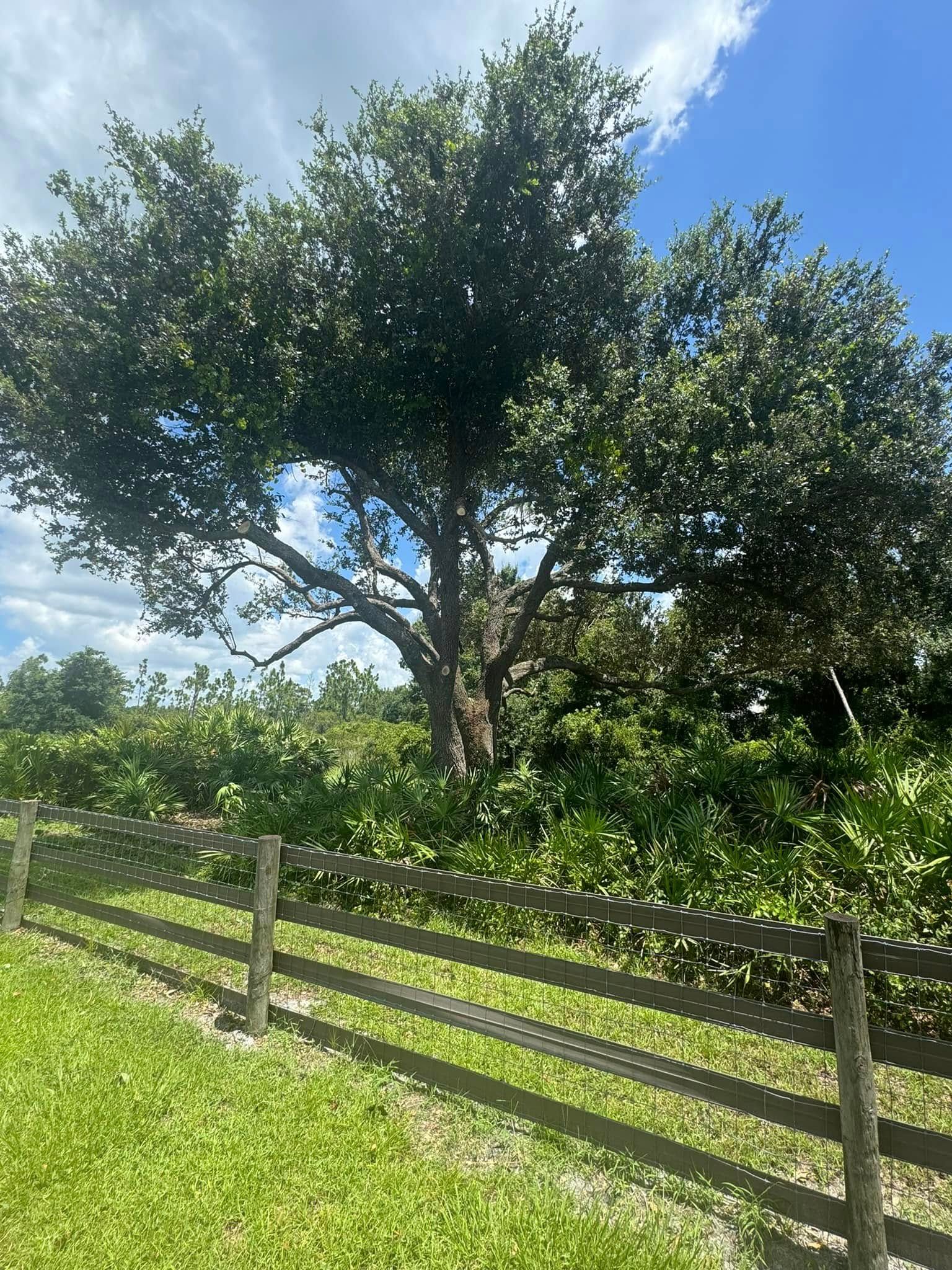 Large leafy tree beside a wooden fence in a sunny grassy field under a blue sky