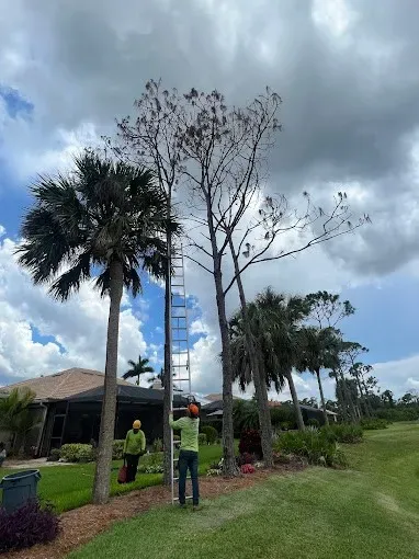 People trimming a tall dead tree beside palm trees and a house under a cloudy sky