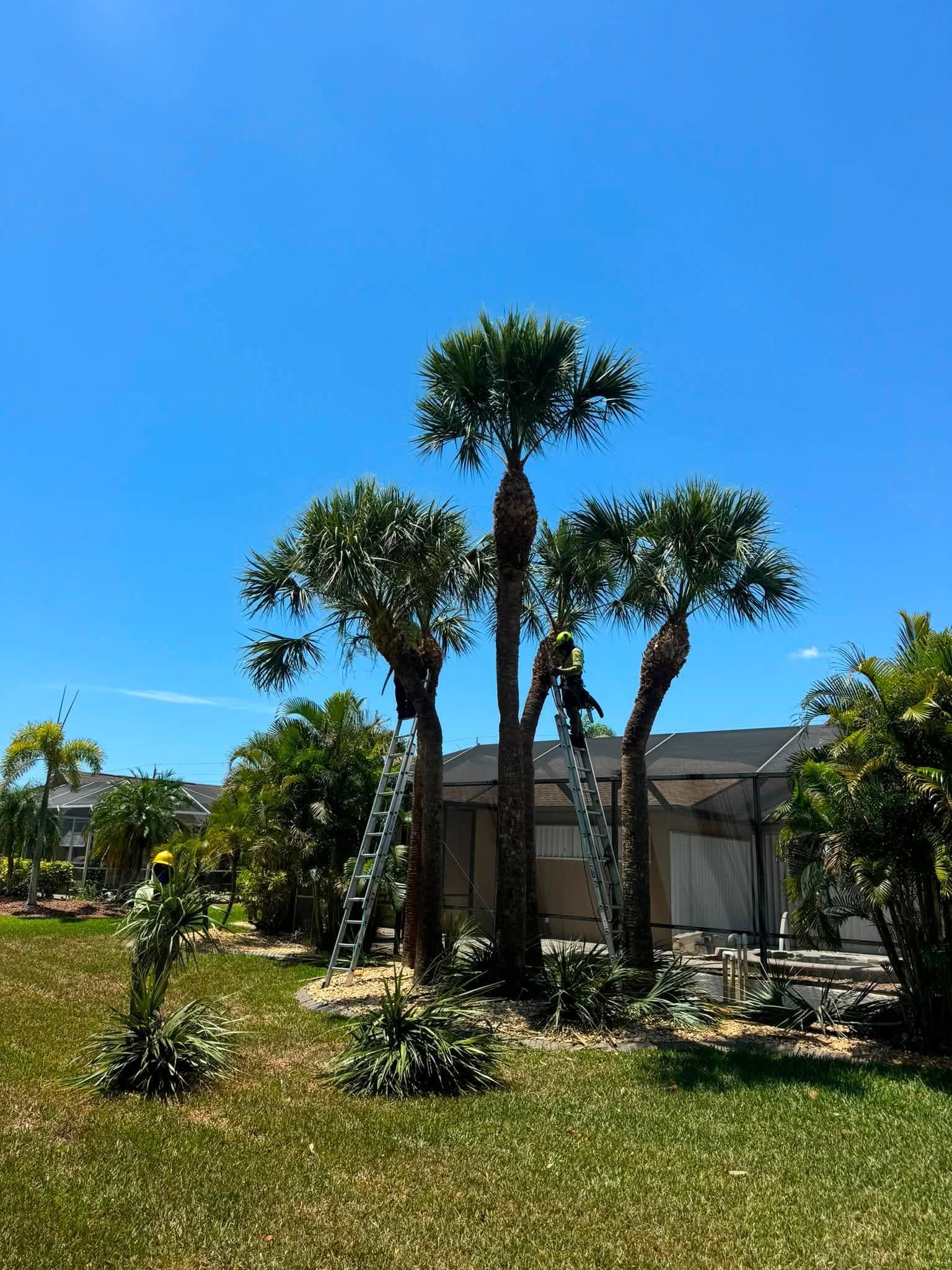 Palm trees in a sunny yard beside a house under a clear blue sky