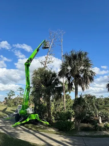 Green cherry picker trimming tall trees in a sunny landscaped area under a blue sky