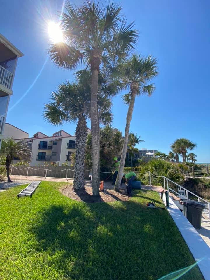 Sunny waterfront scene with palm trees, grassy bank, buildings, and a dock under a blue sky