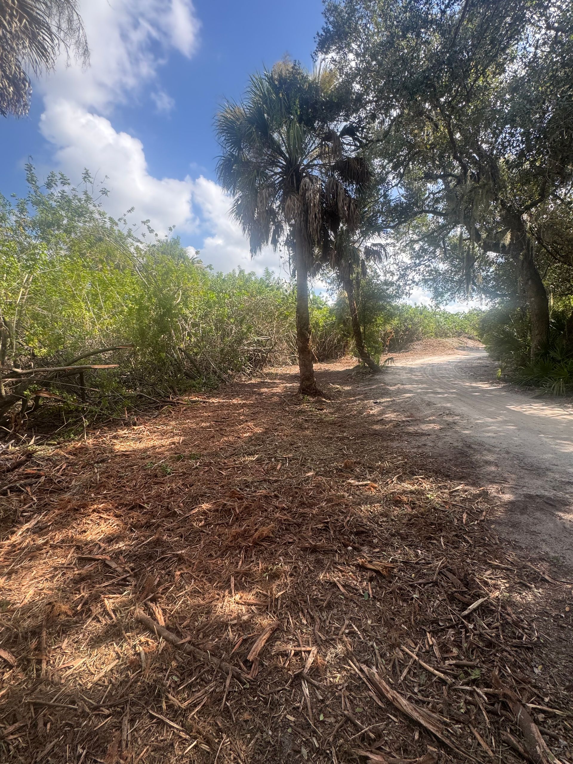 Wooded path beside dense green shrubs and trees under a bright blue sky with clouds.