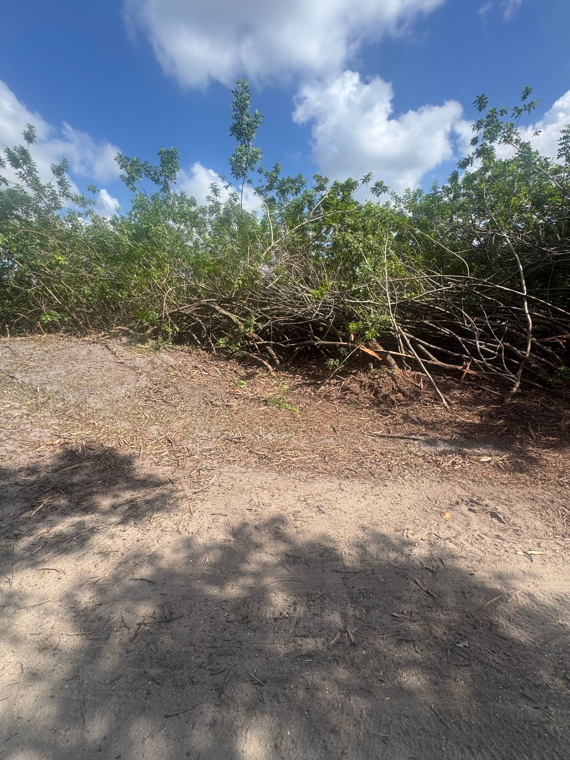 Sunny dirt path beside dense green shrubs under a blue sky with clouds