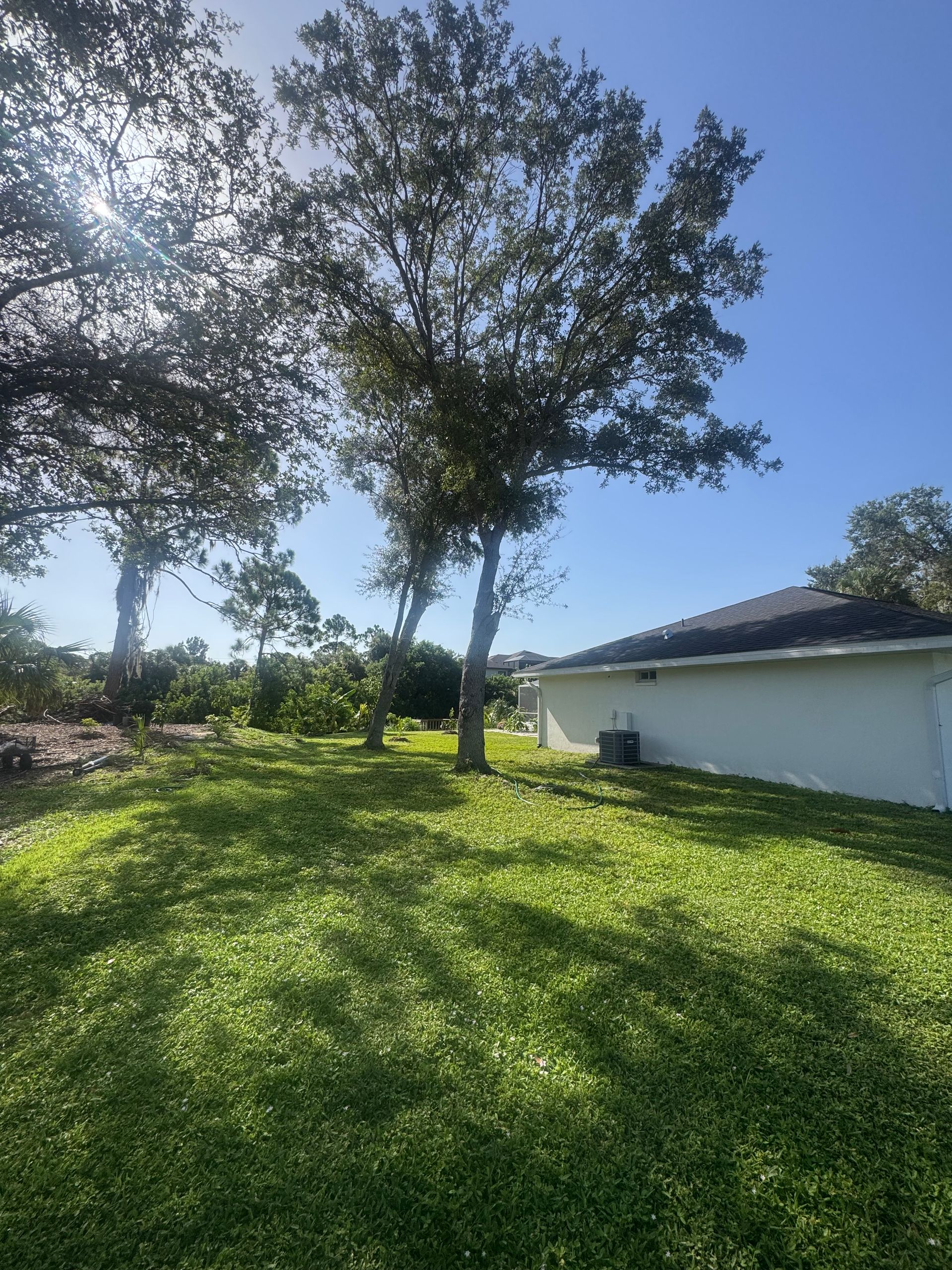 Sunny backyard with a grassy hill, large tree, and a white house under a blue sky.