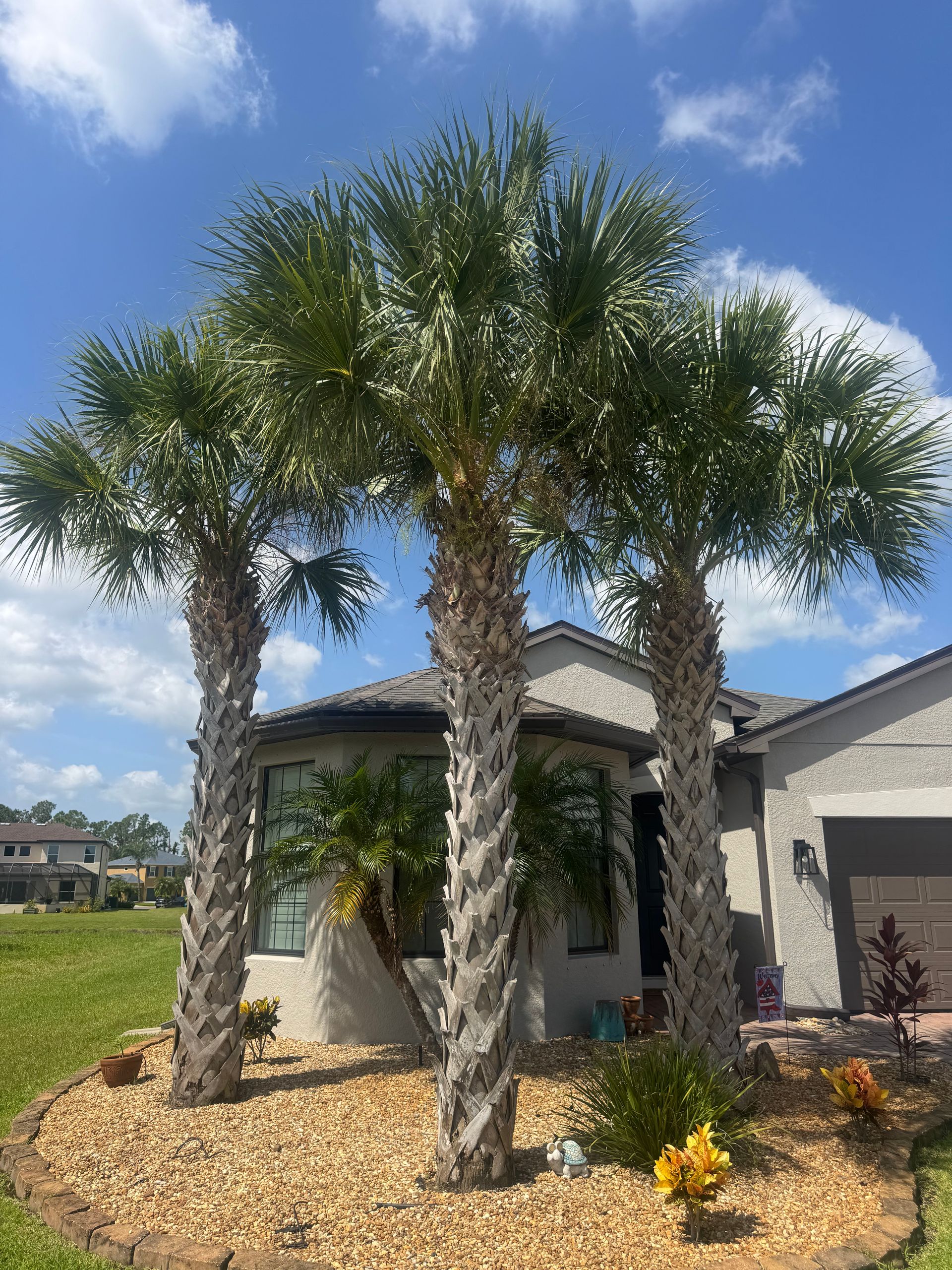 Two palm trees in front of a house with a stone mulch yard and blue sky