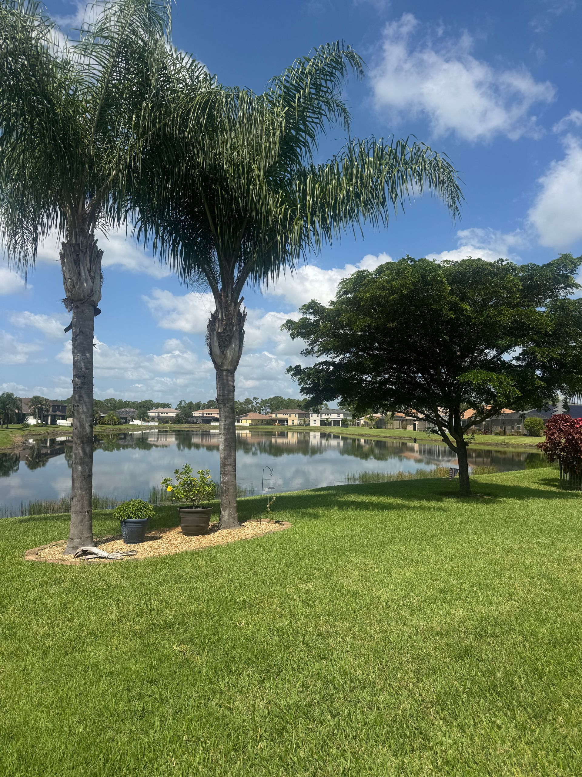 Lush lawn with palm trees beside a calm lake under a bright blue sky and white clouds