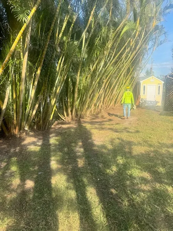 Person in a bright yellow jacket walking along a sunny path beside tall bamboo, near a small house.
