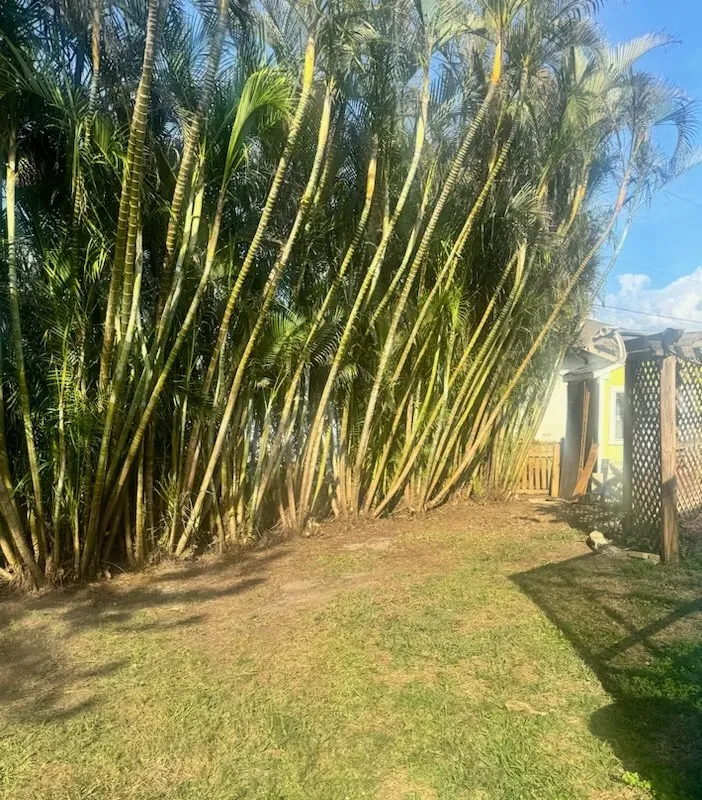 Tall bamboo plants line a sunny backyard beside a grassy lawn and a small building.
