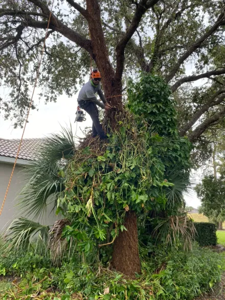 Worker trimming ivy on a large tree beside a house and lawn